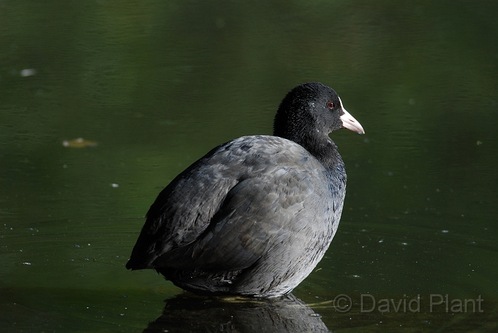 Coot - E.JPG - Coot - Forest of Dean